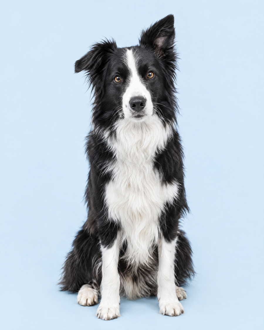 Border collie sur fond ciel
