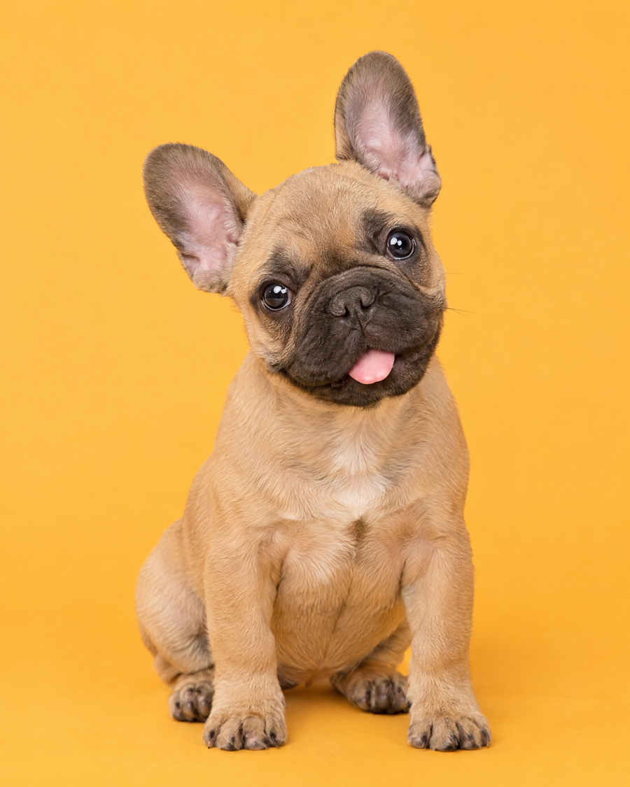 Bouledogue français sur fond jaune